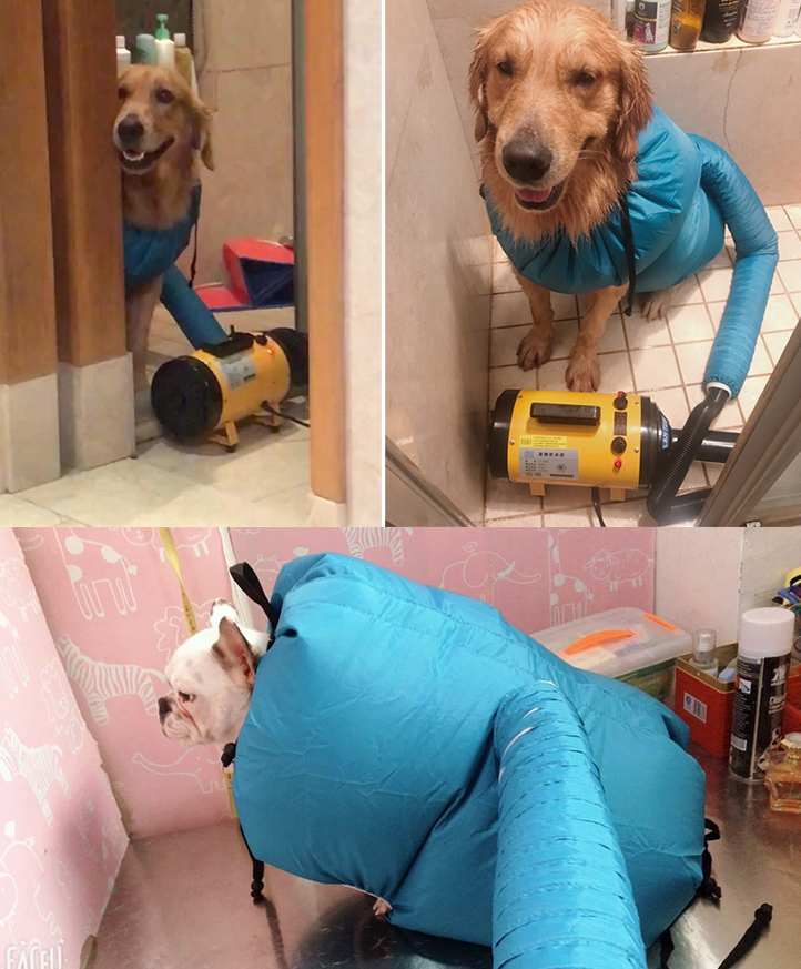 Fur-Friendly Pet Drying Station