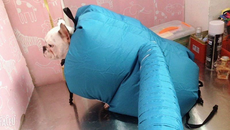 Fur-Friendly Pet Drying Station